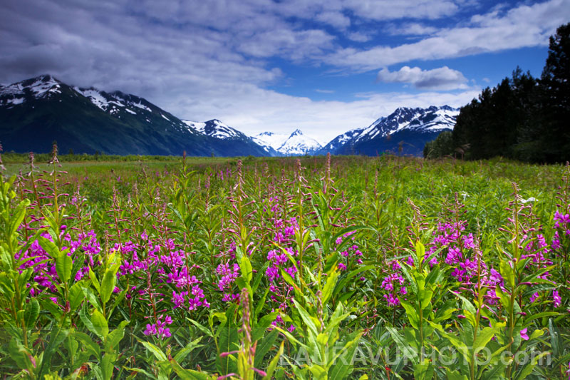 Alaska Landscape Photo