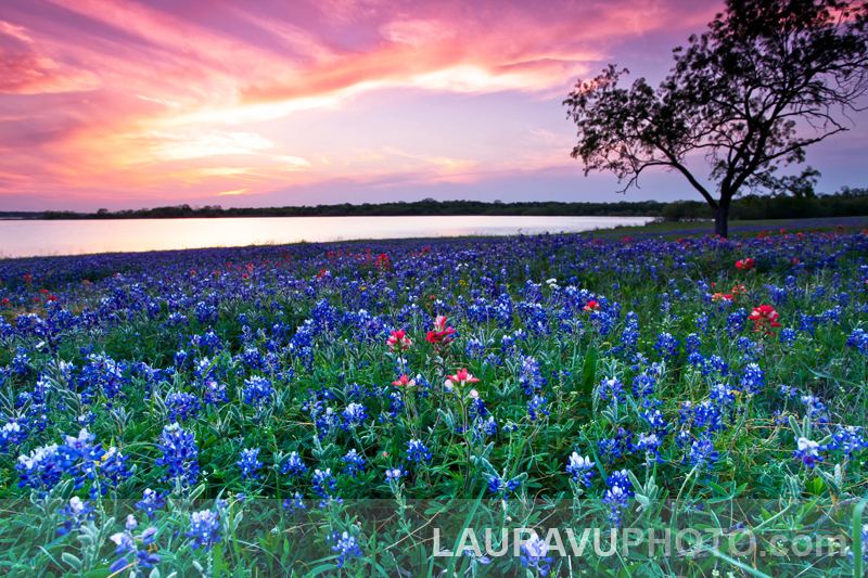 Texas Wildflower Photo