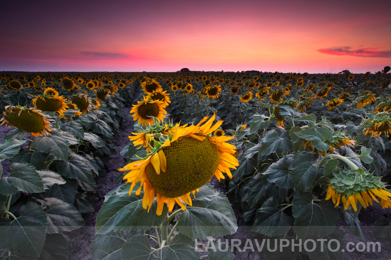 Texas Landscape Wildflower Photo