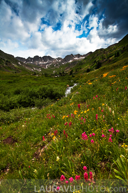 Colorado Wildflowers Photo