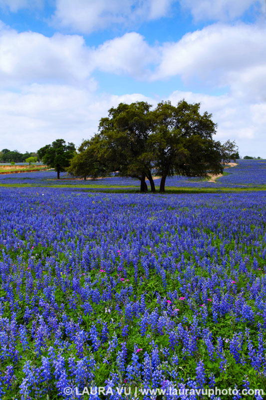 Texas Wildflower Picture