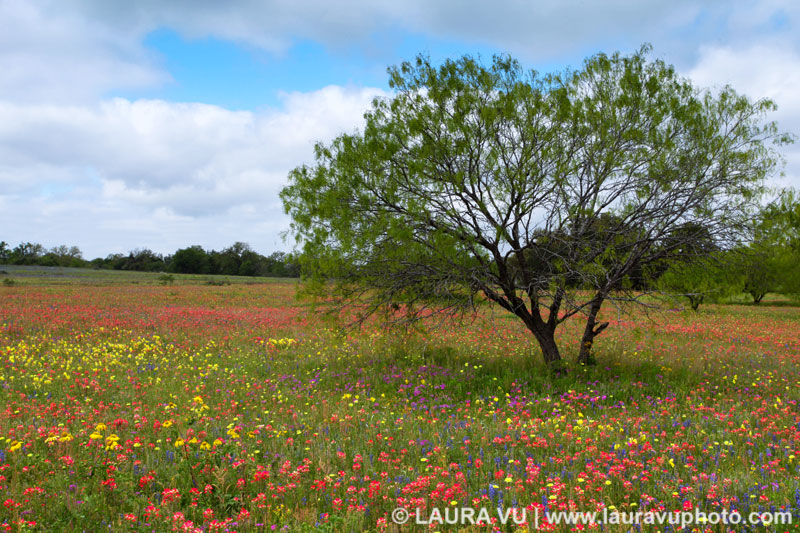 Texas Wildflowers Images