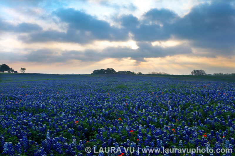 Texas Scenery Photo