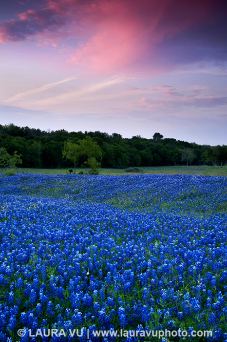 Texas Wildflower Photography