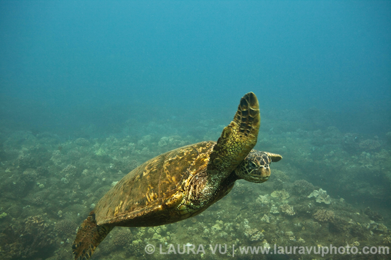 Hawaiian sea turtle picture, photo, image, photography