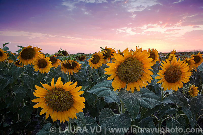 Texas Sunflower Photo