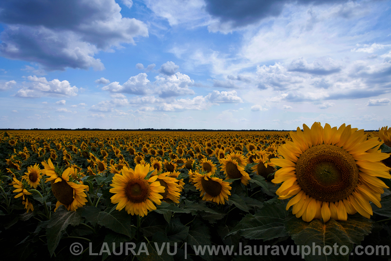 Texas sunflower picture