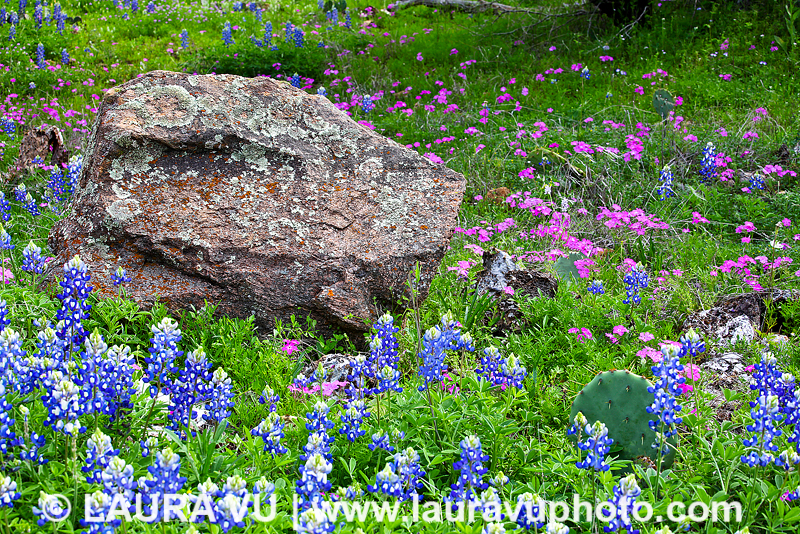 Wildflower Meadow - Inks Lake State Park, Texas