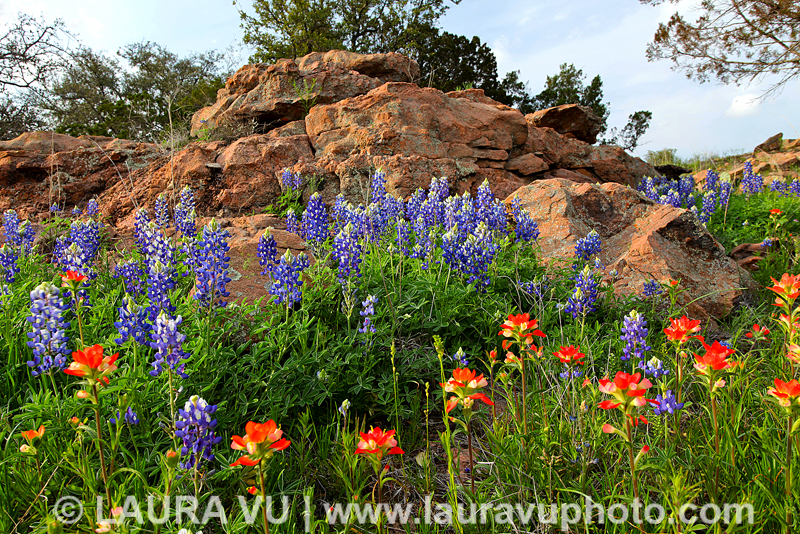 Texas Hill Country wildflowers photos 
