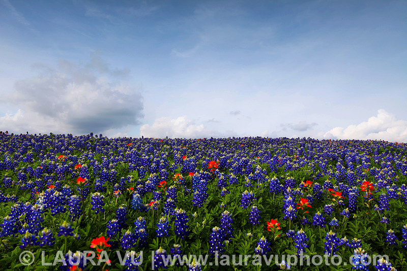 Texas wildflower photography