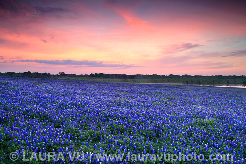 Photos of Texas Bluebonnets