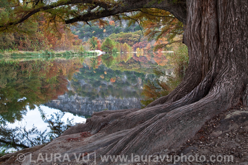 Beautiful and scenic cypress trees in Garner State Park in the Texas Hill Country