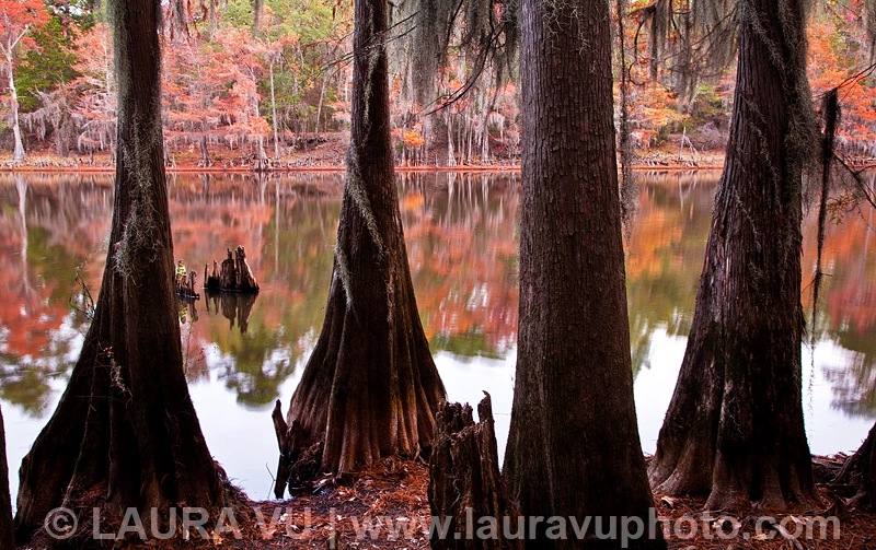 Fall Colors in Caddo Lake State Park 