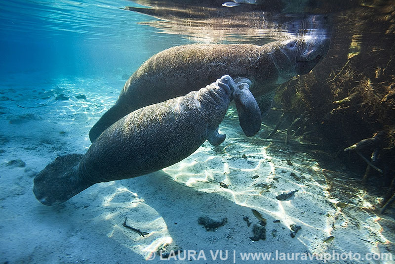Florida Manatee and her calf in Three Sisters, Crystal River, Florida.