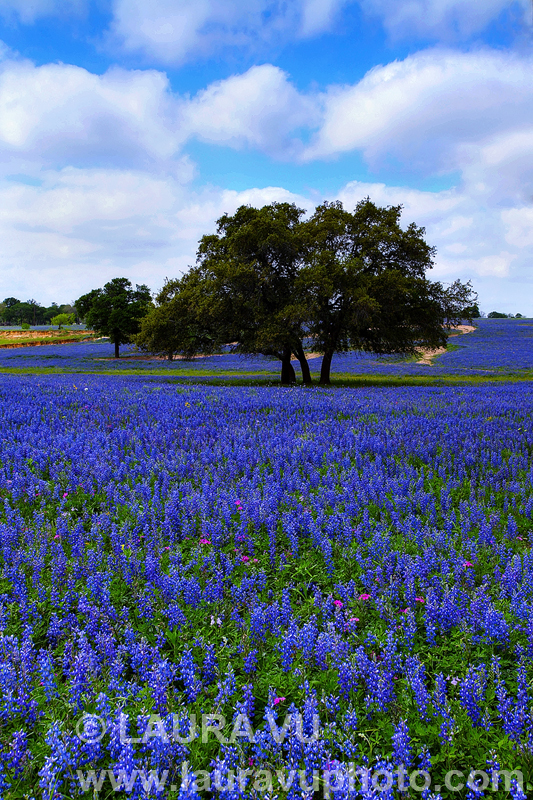 Texas Bluebonnets Field