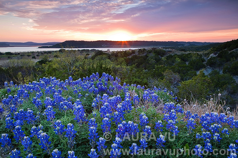 Texas wildflowers photos at sunset