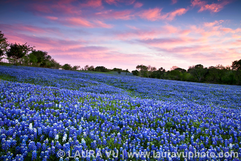 Texas Bluebonnets Photos in Ennis, Texas