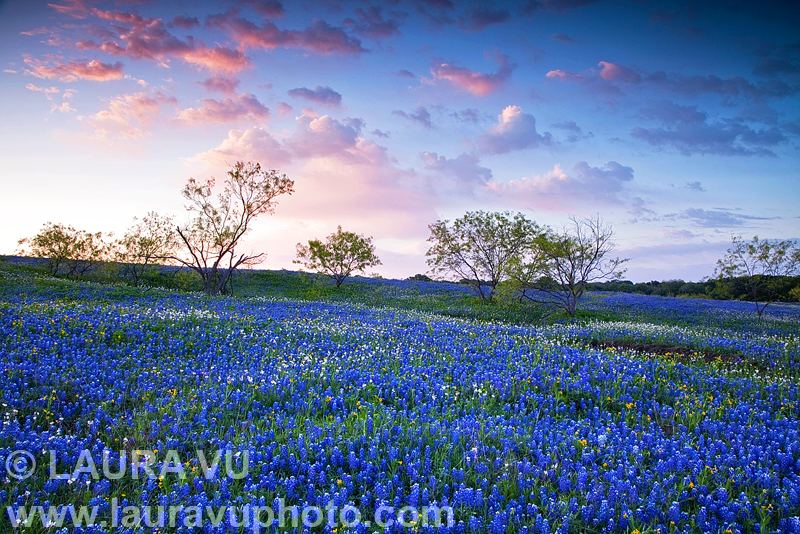 Texas wildflowers photo in Palmer, Texas