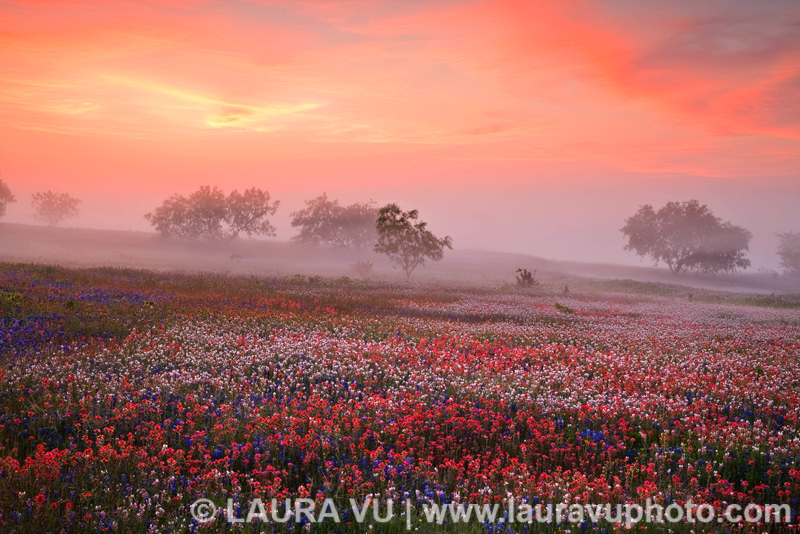 Texas wildflowers in 2013 photographed during sunrise