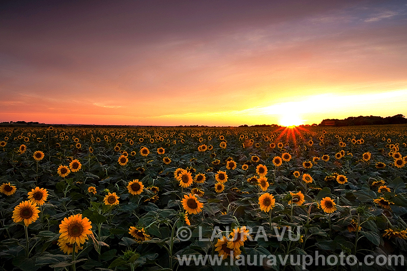 Scenic Images of a Sunflower Field