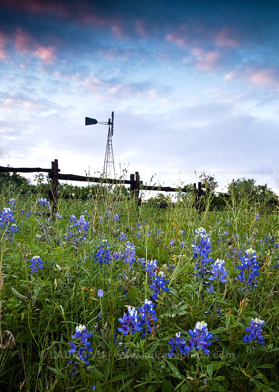 Texas windmill with bluebonnets