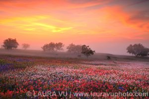 Dreaming - Ellis County, Texas